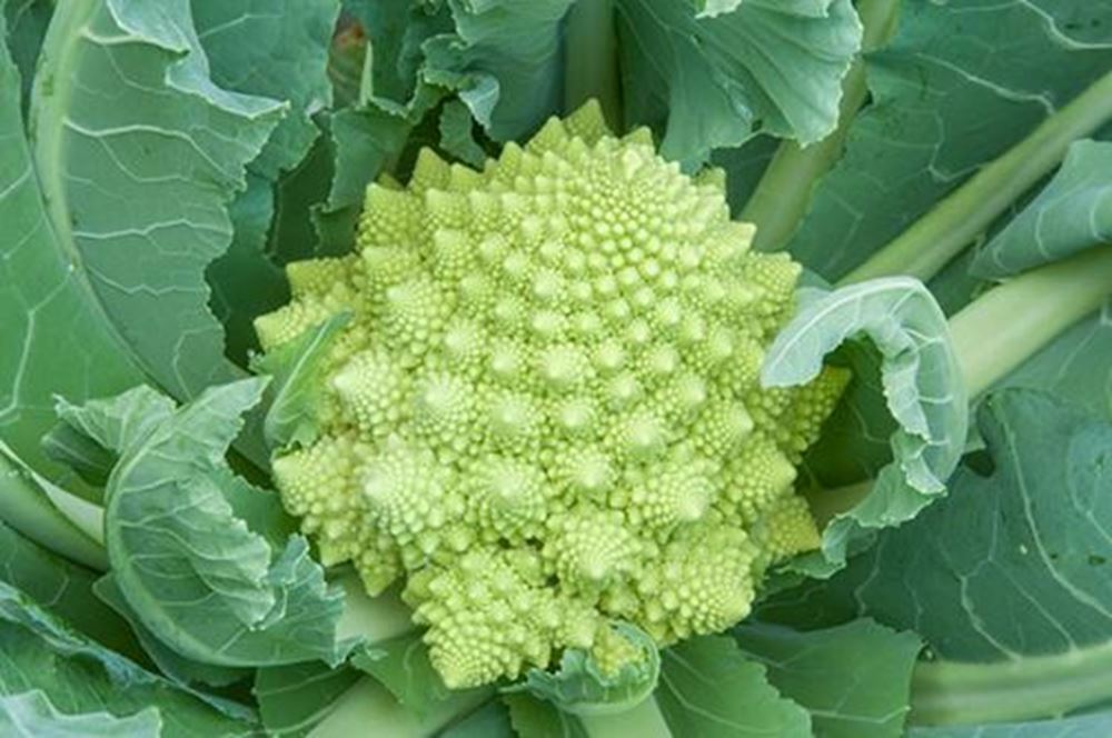 Cauliflower Romanesco