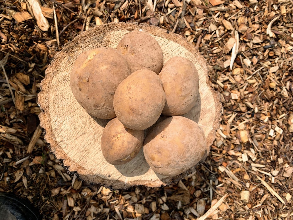 White Potatoes