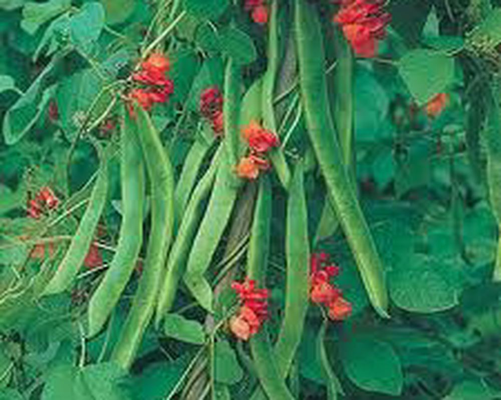 Runner Beans 300g (Own Grown)