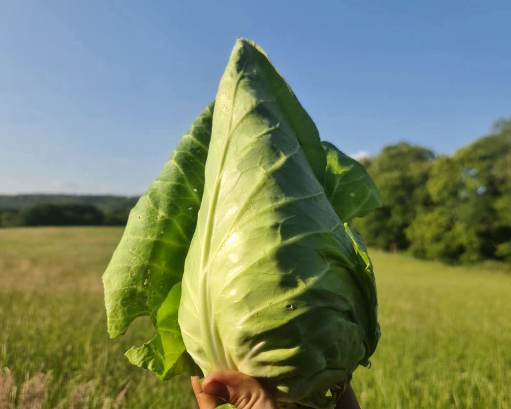 Hispi Cabbage