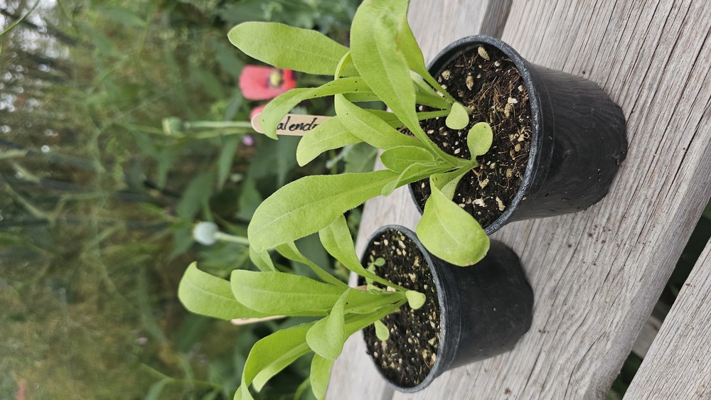 ( Potted x1) Calendula - Pot Marigold - small (Own Grown)