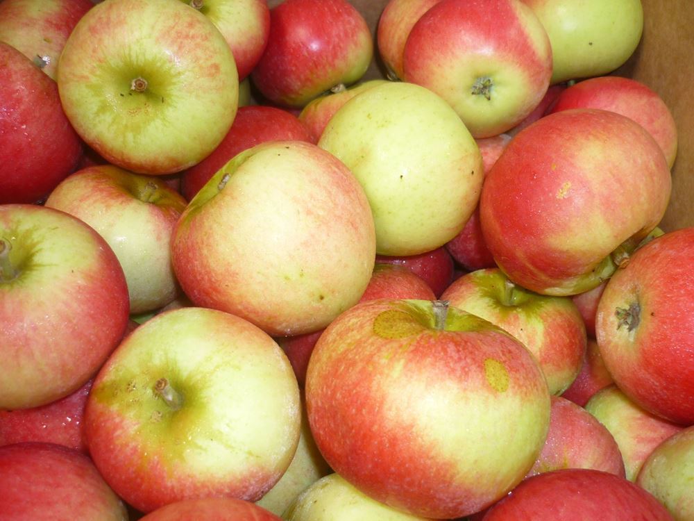 Apples - Local