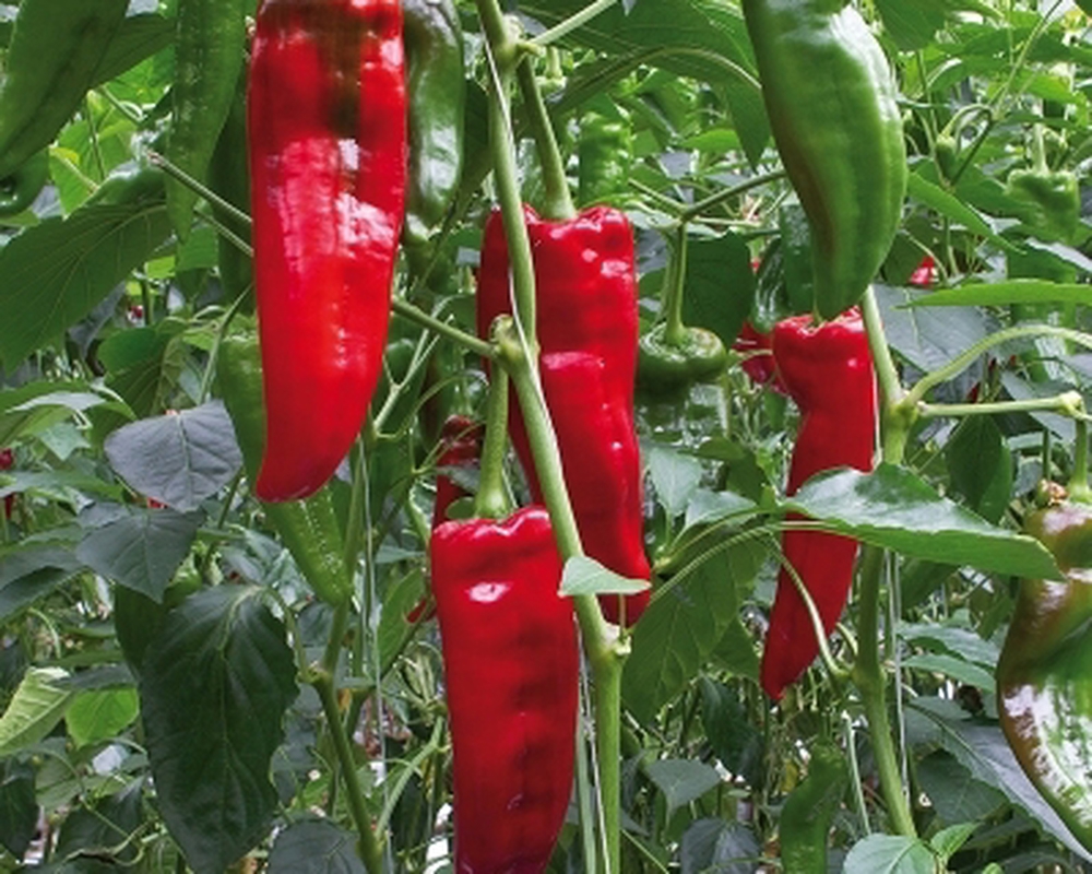 Pepper Ramiro each (Approx. 120g)