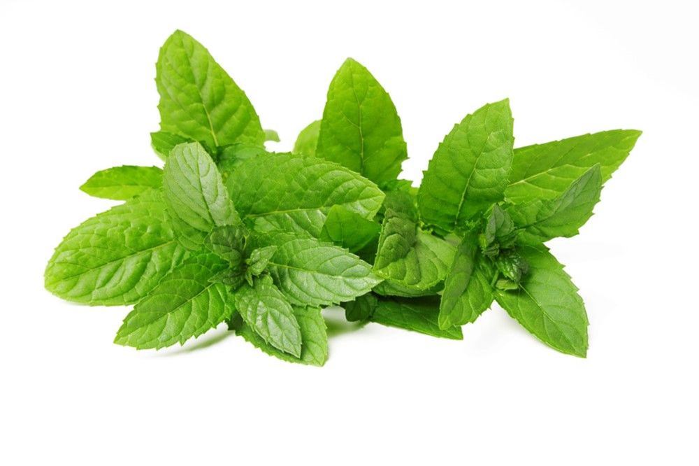 Herbs: Mint