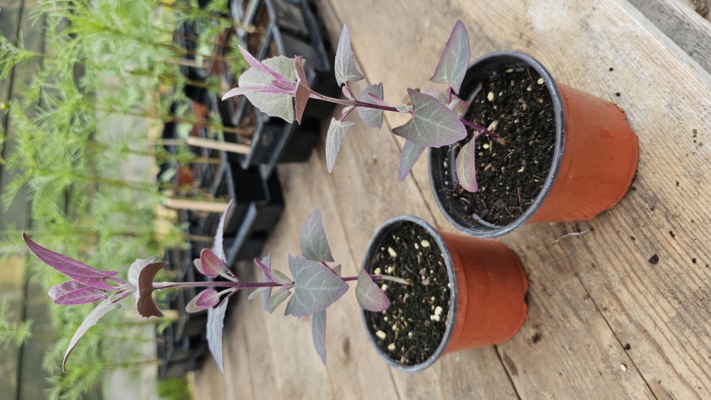 ( Potted x1) Garden Orache - Small (Own Grown)