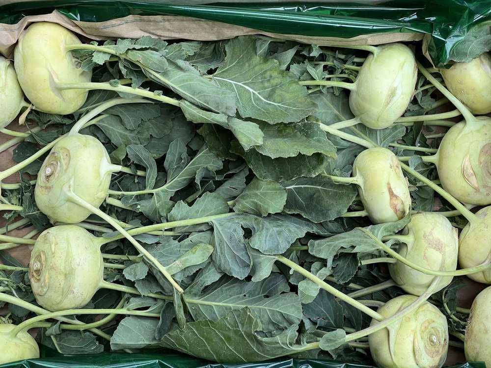 Kohl Rabi Green