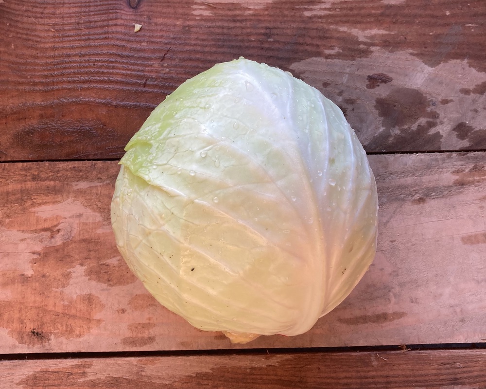 White Cabbage