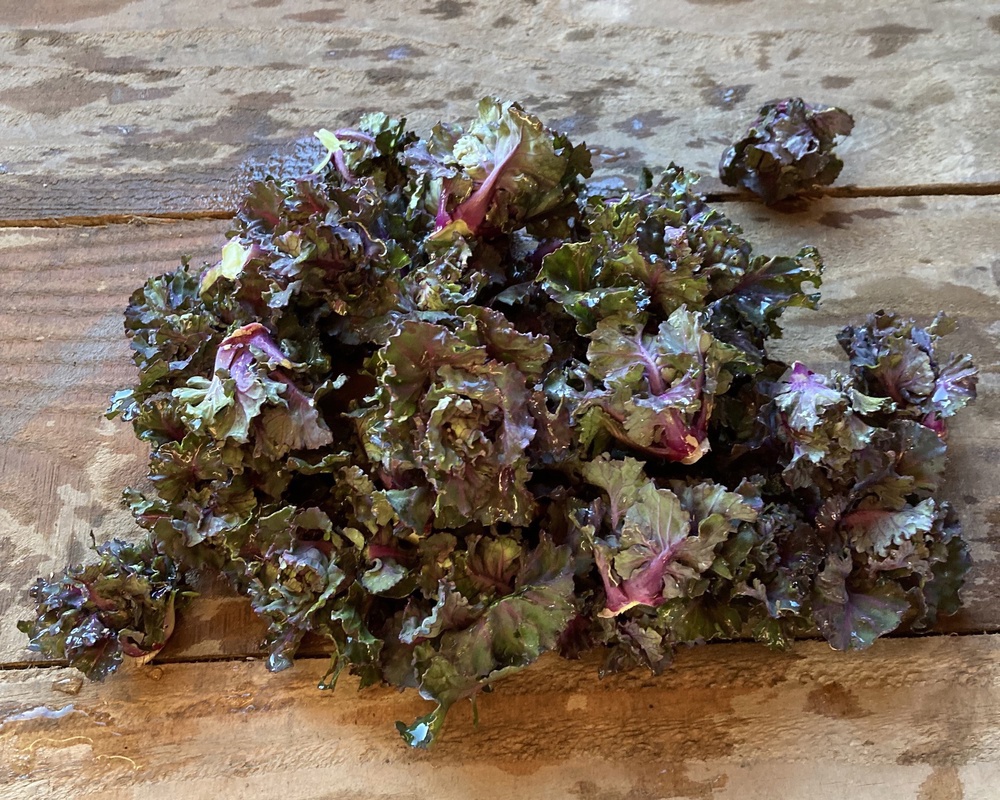 Kalettes - Flower sprouts