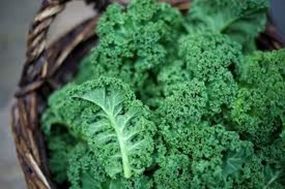 Kale, green curly