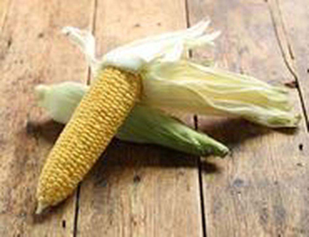 Sweetcorn - British Organic - 2 Ears