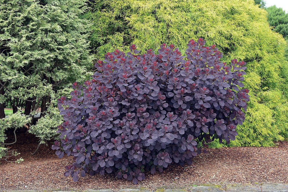Smokebush Royal Purple - 2 gallon