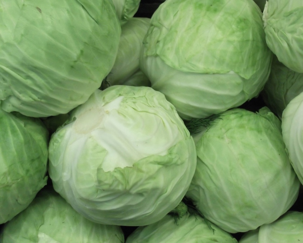 Cabbage - White