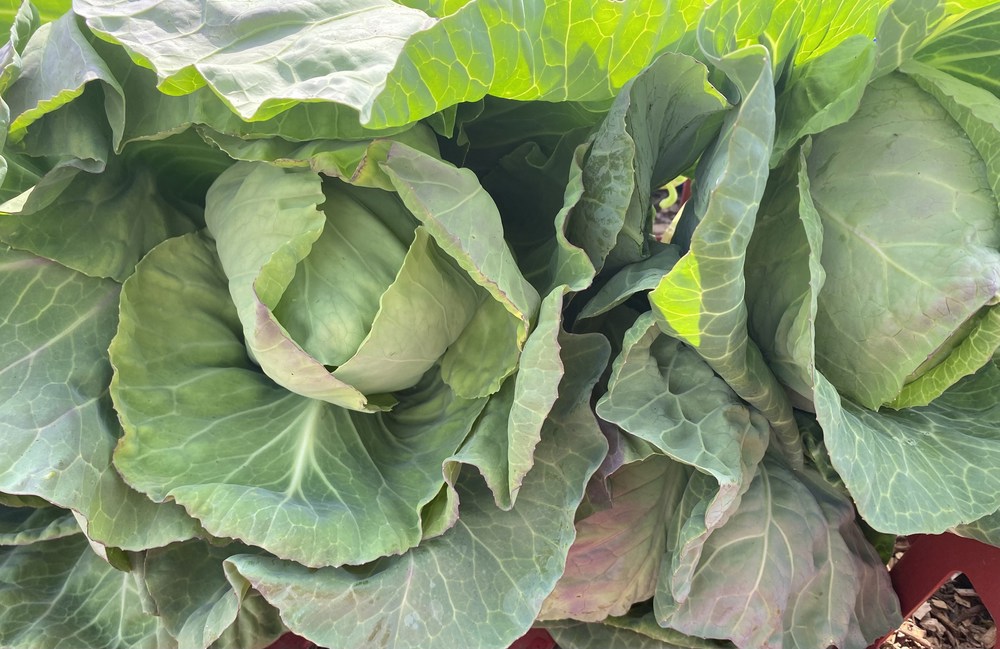 Cabbage