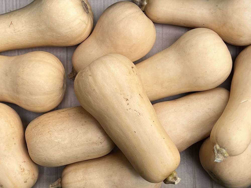 Squash - British Organic Butternut