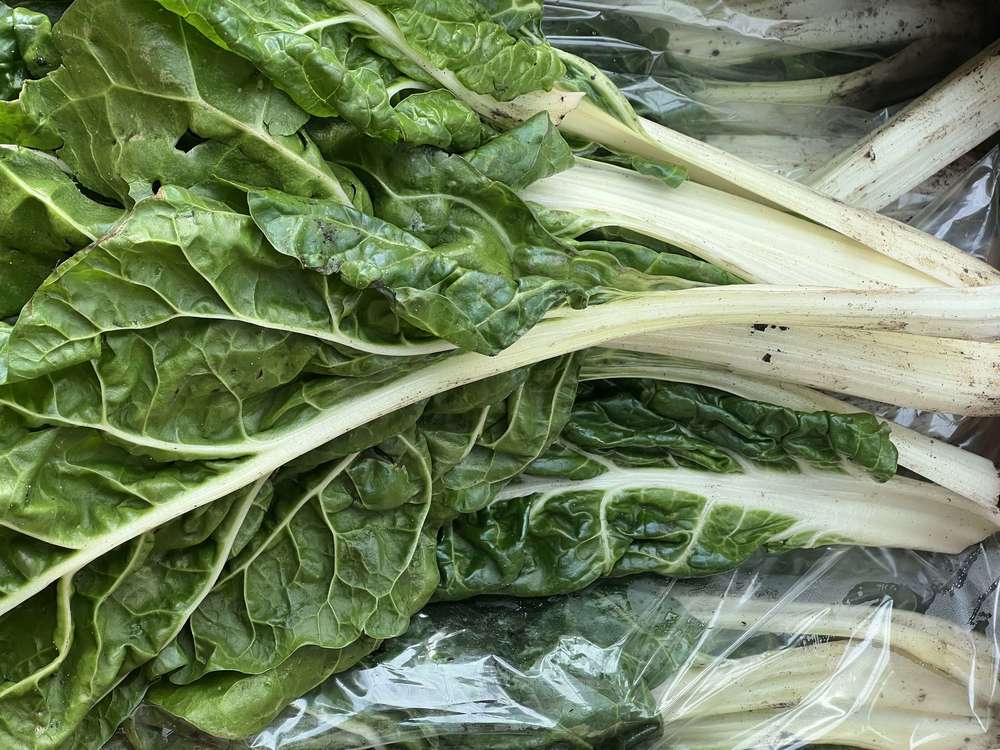 Chard - White (Lancashire, UK)