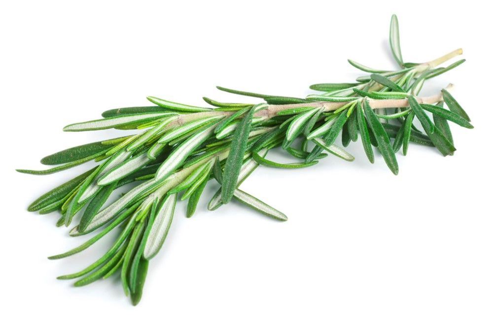 Herbs: Rosemary