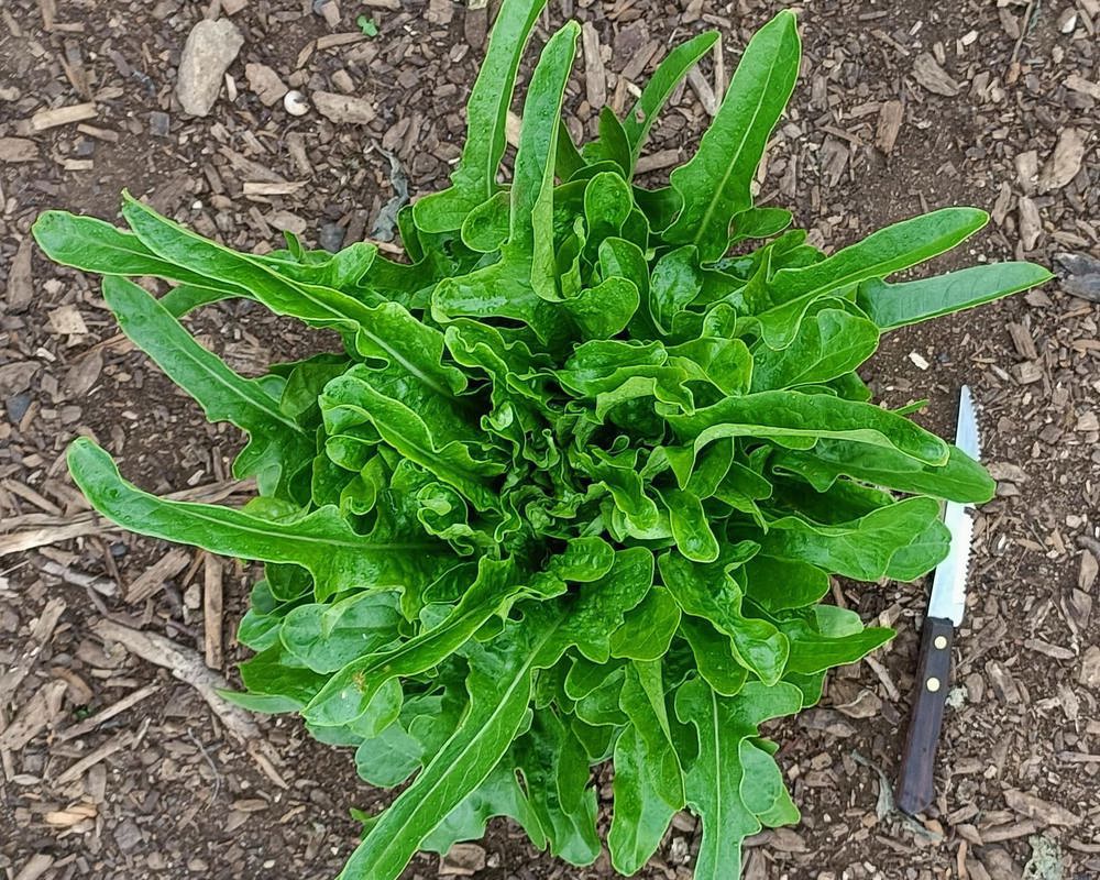 Lettuce head