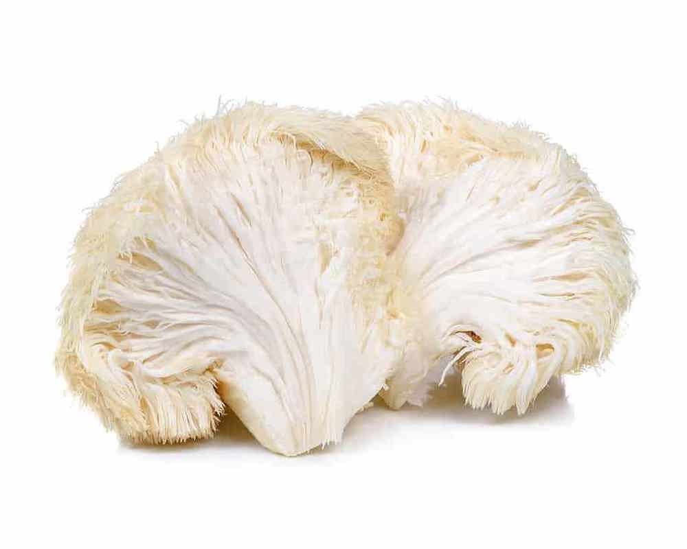 Mushrooms Lions Mane