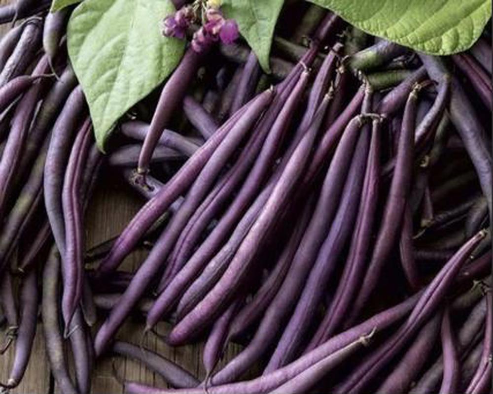 French Dwarf Beans