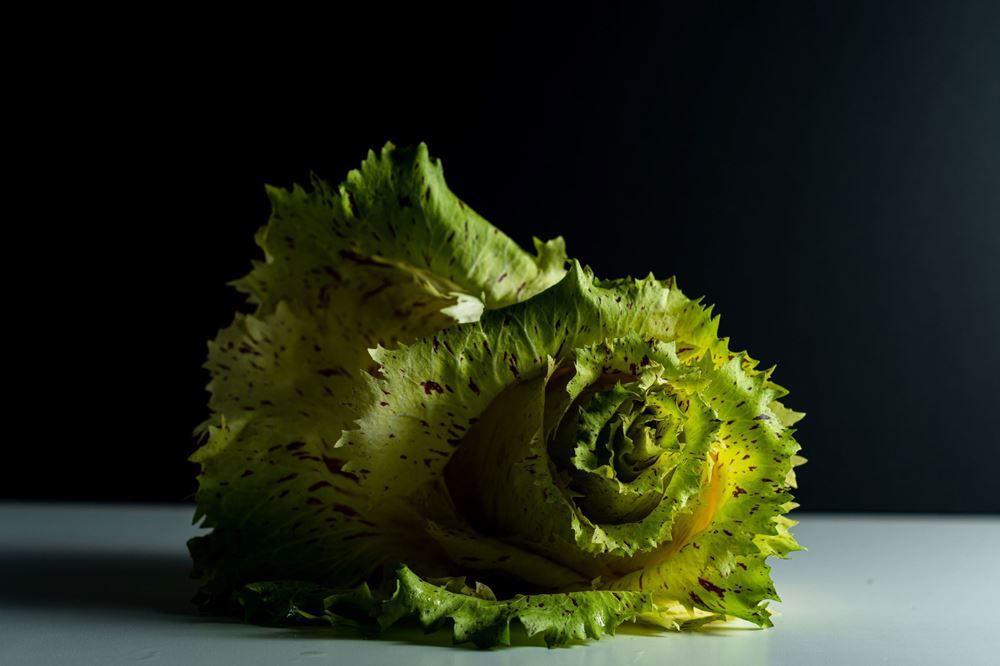 Chicory (Castelfranco)