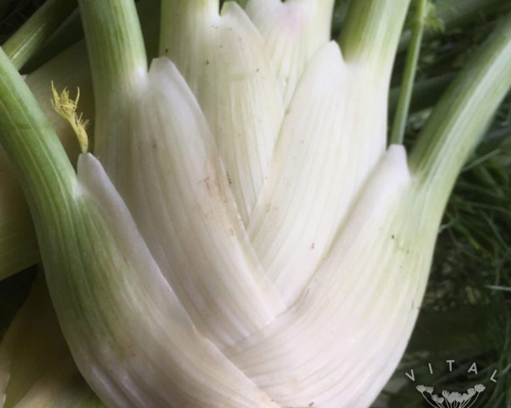 Fennel (Perfektion)