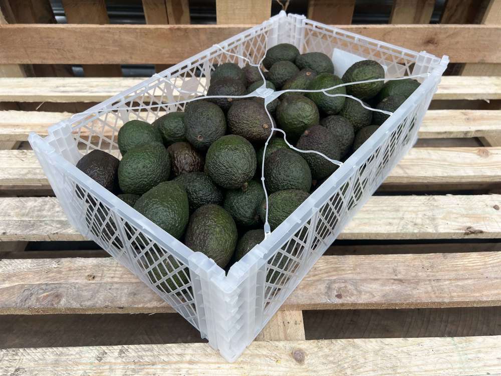 Avocados - Organic Hass