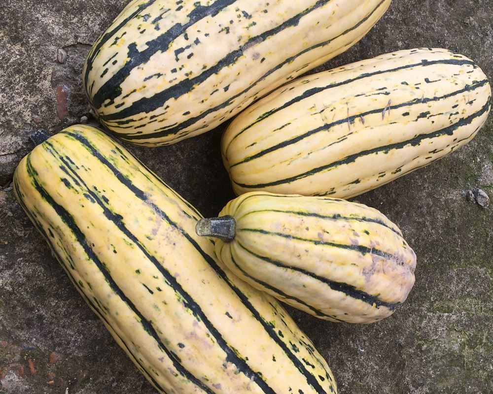 Squash - Delicata