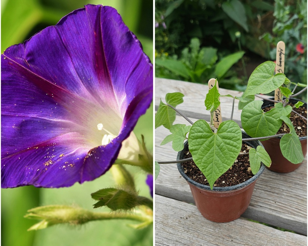 ( Potted x1) Morning glory - Purpurea (Own Grown)