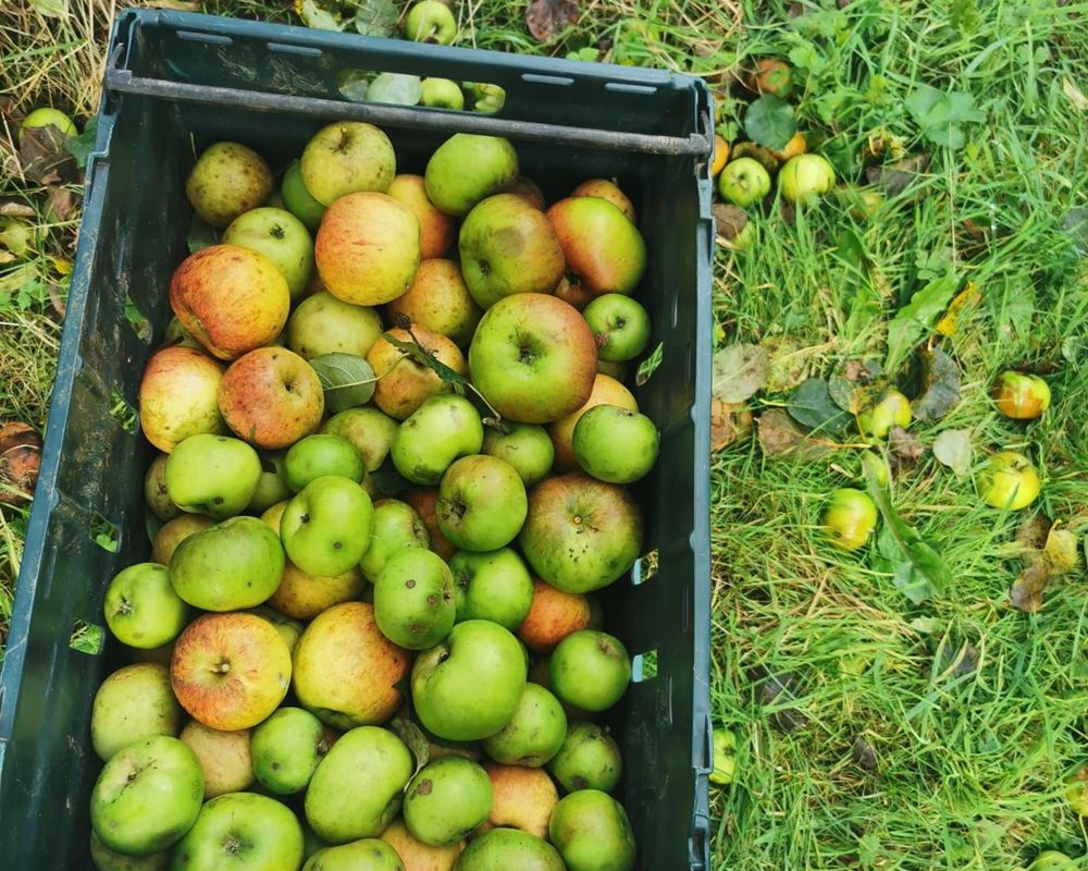 Apples - Cooking 1kg