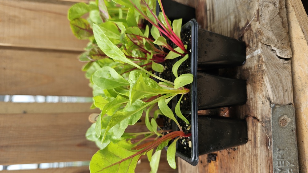 ( Plugs x6) Chard - Fireworks (Own Grown)