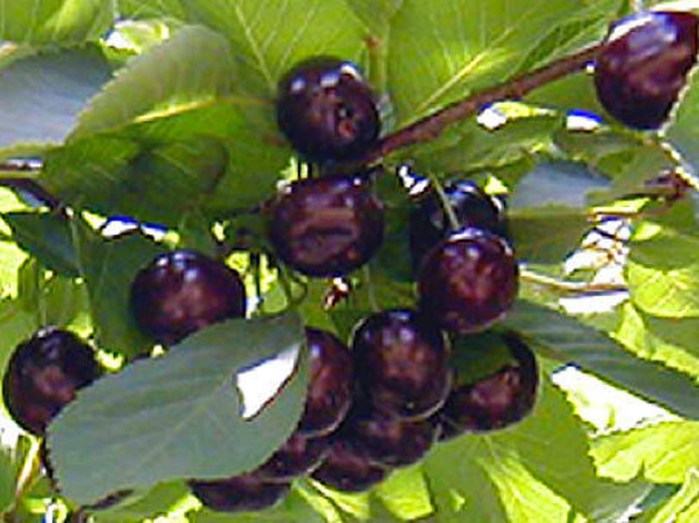 Jubileum Sour Cherry Tree