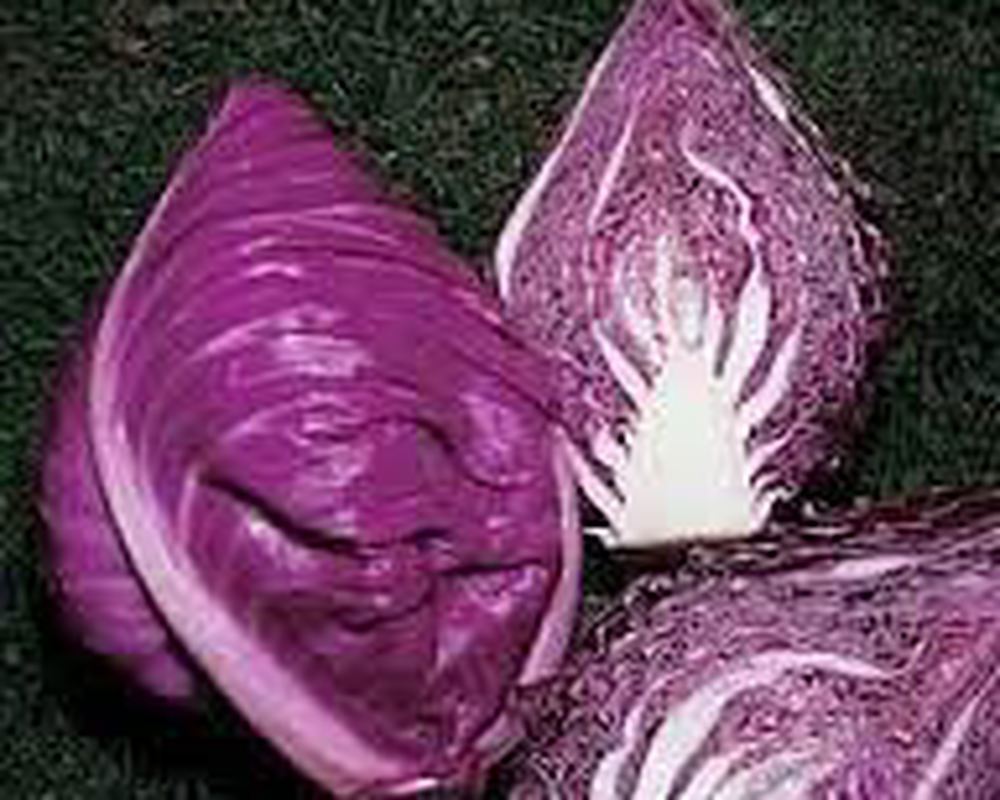 Cabbage - Red (UK)