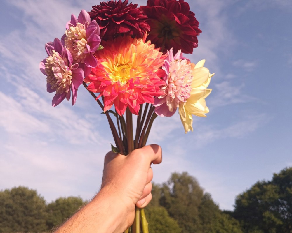 Dahlia Bunch