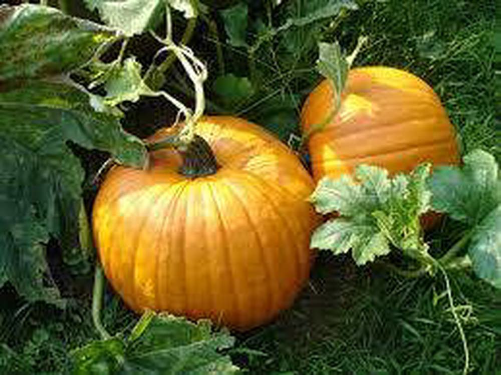 Pumpkin (Each)