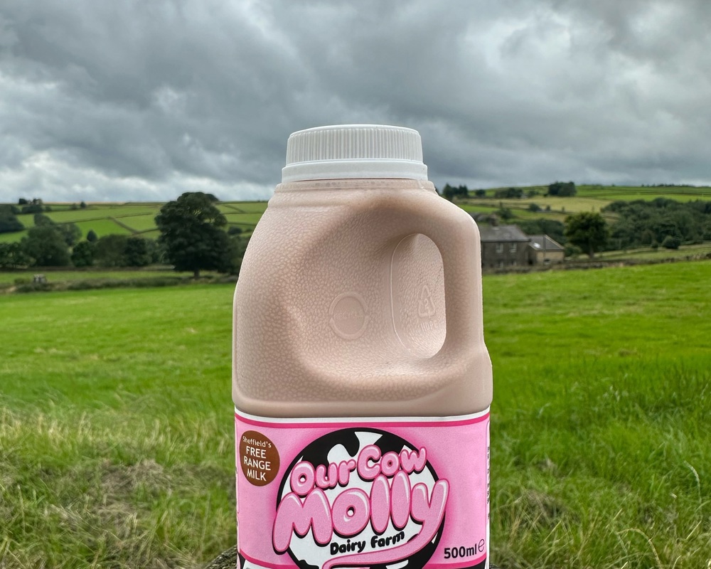 Our Cow Molly Chocolate Milk, 500ml