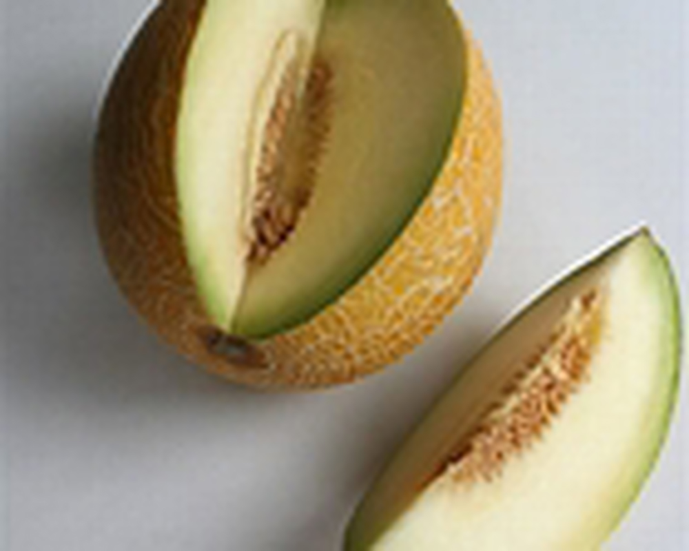 melon galia