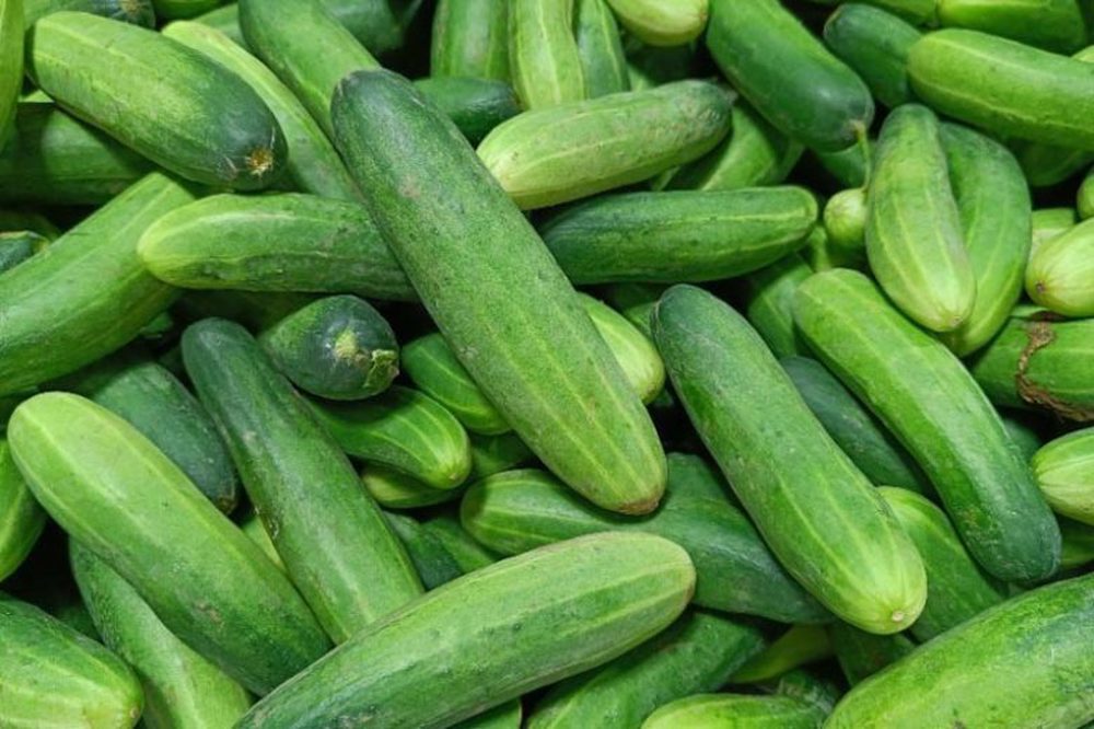 Organic Spanish Cucumber