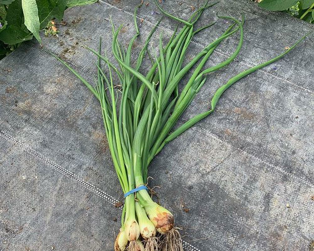 Onions - Green (Own Grown)