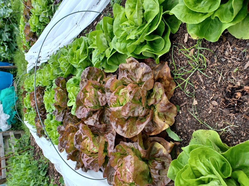 Salad Bag