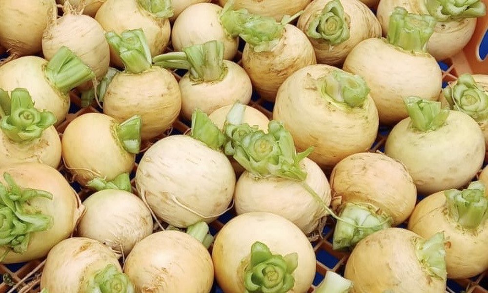 Turnip