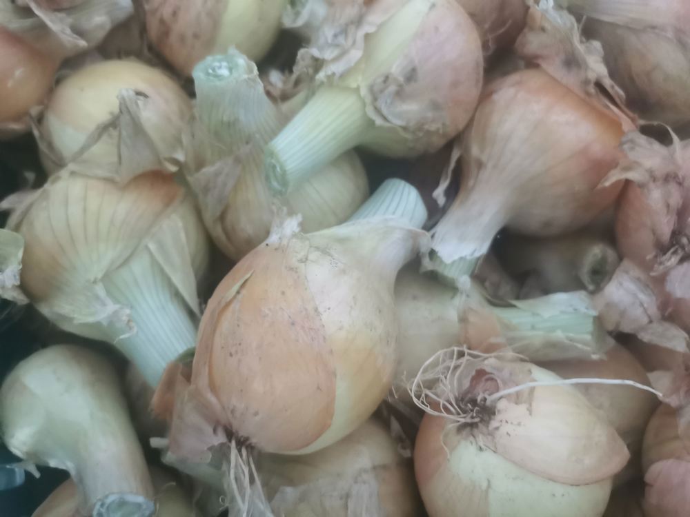 Green Onions 500g
