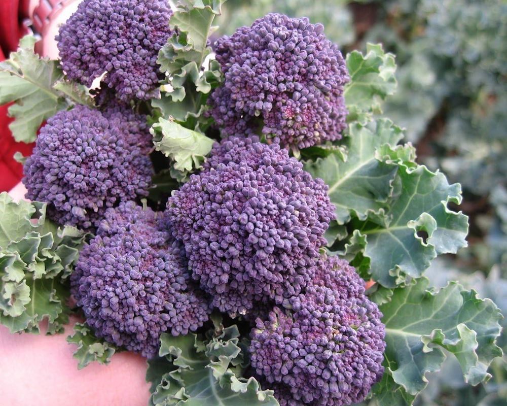 Purple sprouting broccoli