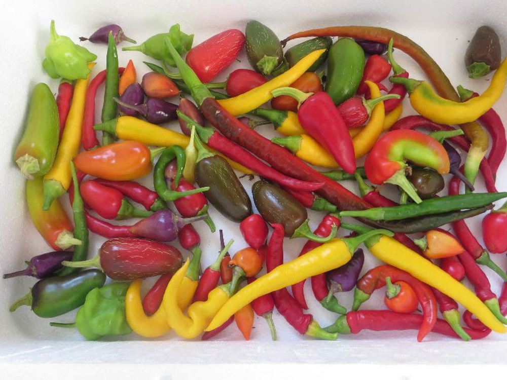 Chillies (bag of 5) - hot