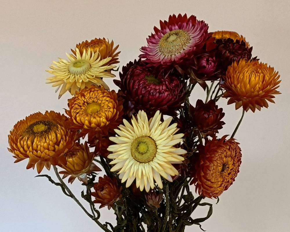 Dried Flower Bunch