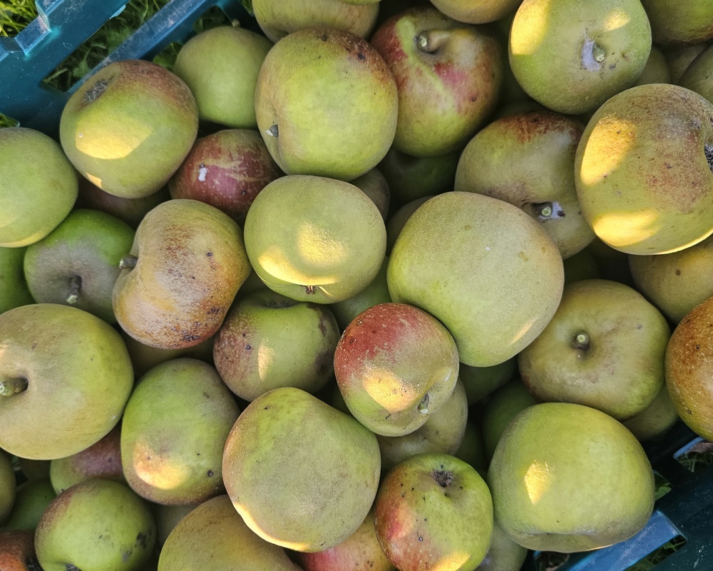 Apples Eating (Russet)