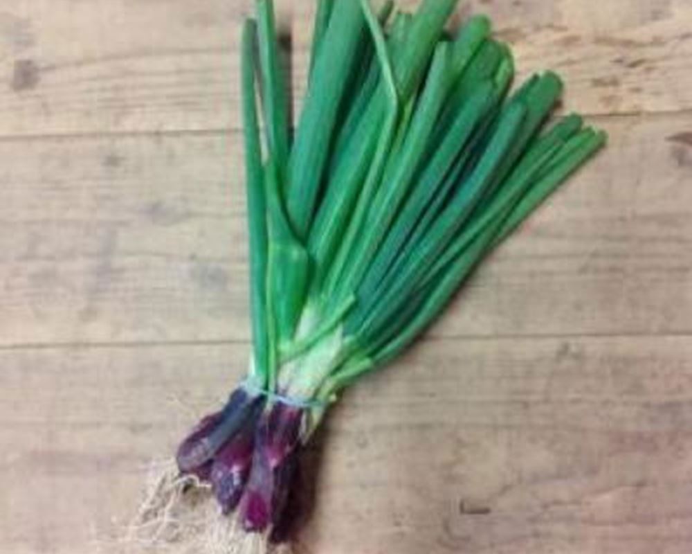 Spring Onions- Red