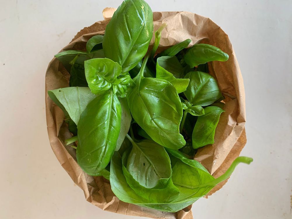 Basil