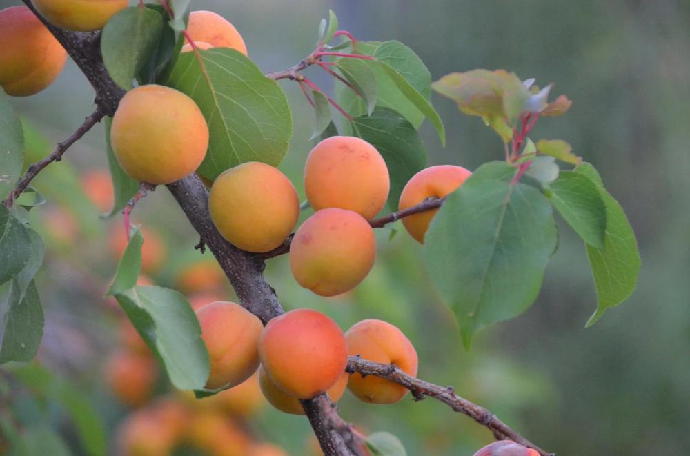 Harogem Apricot Tree