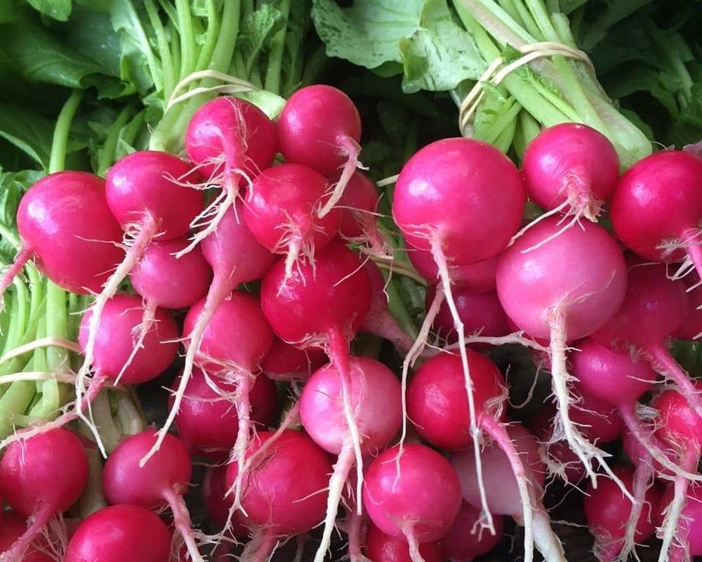 Radish