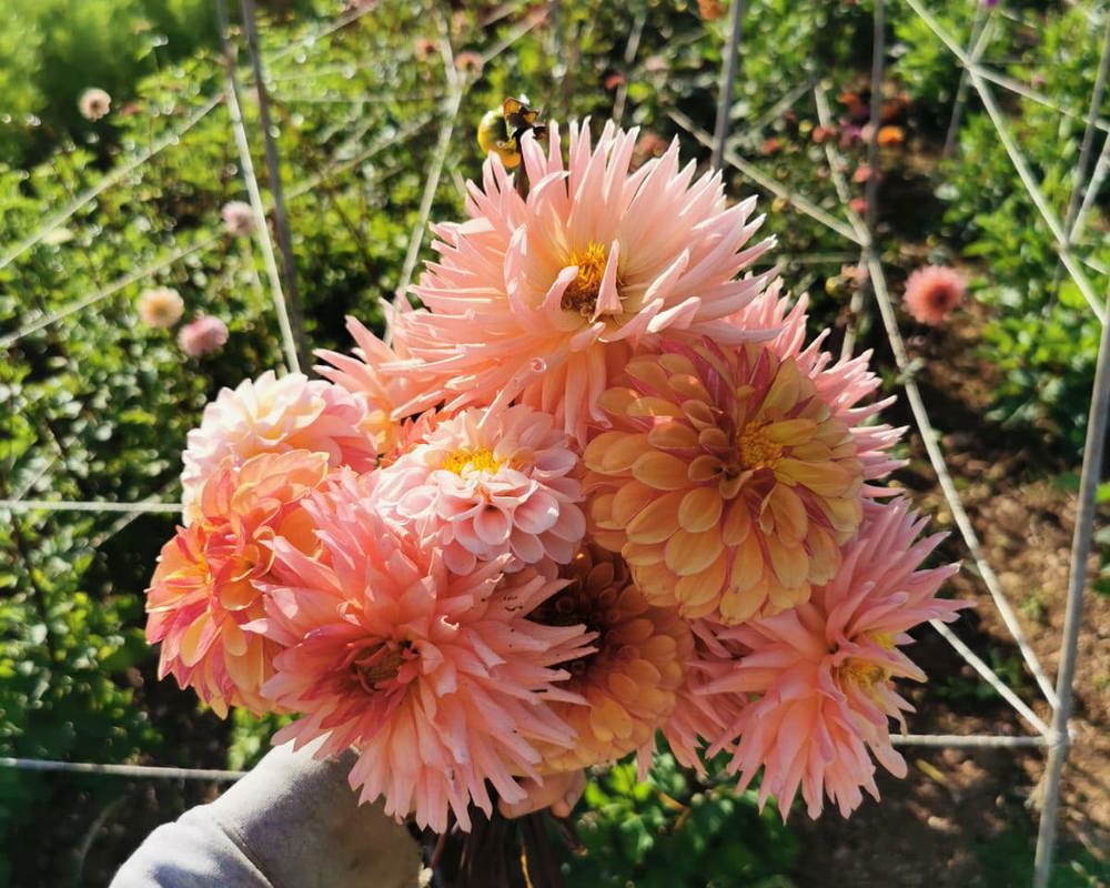 Dahlia Bunch